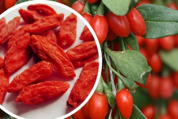 http://herbalmexico.com.mx/wp-content/uploads/2016/12/Bayas-Goji-herbal-mexico.jpg